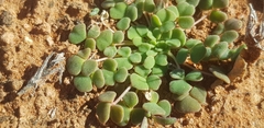 Oxalis lichenoides