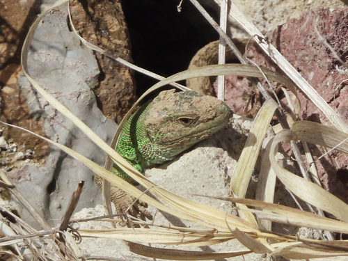 Caspian Green Lizard, Lacerta strigata