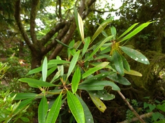 Rhododendron formosanum