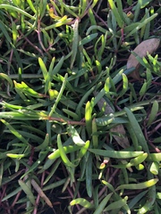 Sesuvium portulacastrum