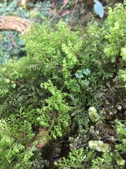 Hymenophyllum paniculiflorum
