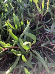 Sesuvium portulacastrum