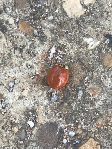 Asian Lady Beetle