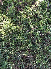 Sesuvium portulacastrum