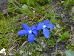 Gentiana brachyphylla brachyphylla