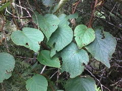 Actinidia setosa