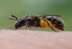 Lasioglossum