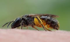 Lasioglossum