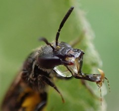 Lasioglossum