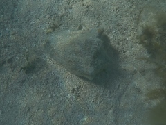 Macrostrombus costatus