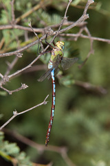 Anax walsinghami