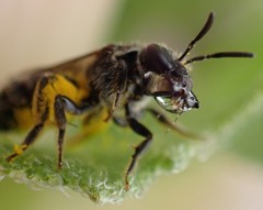 Lasioglossum