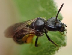 Lasioglossum