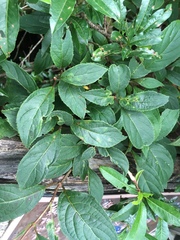 Hydrangea integrifolia