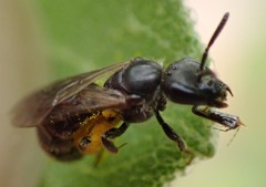 Lasioglossum