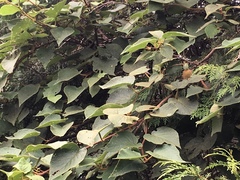 Actinidia setosa