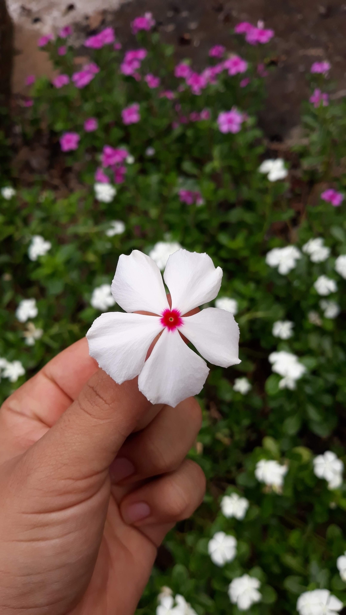 Catharanthus roseus