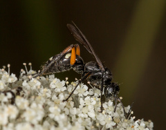 Cryptocheilus versicolor