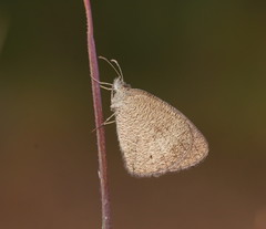 Ypthima arctous