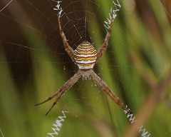 Argiope magnifica