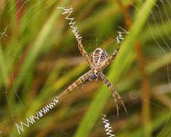 Argiope magnifica