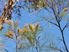 Grevillea pteridifolia