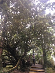 Rhododendron formosanum