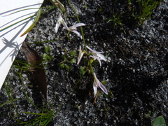 Disa obliqua