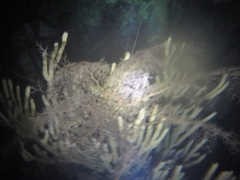 Astrophyton muricatum