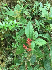 Viburnum urceolatum