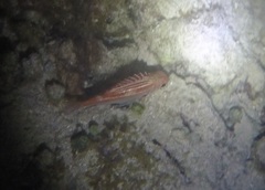 Neoniphon vexillarium