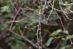 Anax walsinghami