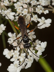 Cryptocheilus versicolor