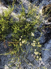 Polygonum dentoceras