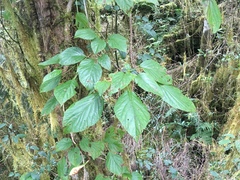 Hydrangea anomala
