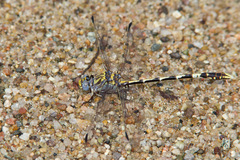 Progomphus borealis