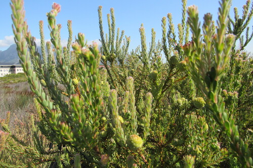 Image of Leucadendron levisanus by (c) Lifa Nkosi, some rights reserved (CC BY)
