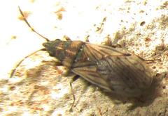 Leptodemus irroratus