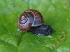 Arianta arbustorum