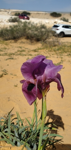 Mary's iris (Iris mariae)