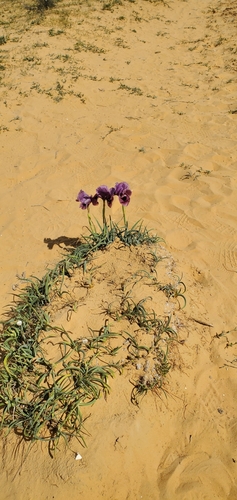 Image of Iris mariae by (c) Mitch Van Dyke, some rights reserved (CC BY)