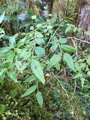 Vaccinium japonicum lasiostemon