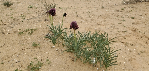 Petra Iris (Iris petrana)