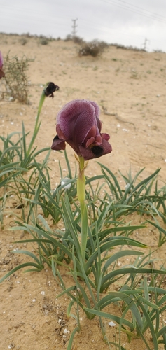 Image of Iris petrana by (c) Mitch Van Dyke, some rights reserved (CC BY)