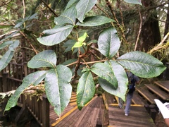 Toxicodendron orientale