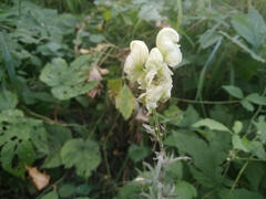 Aconitum anthora