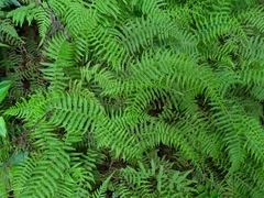 Amauropelta beddomei