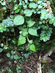 Lycianthes lysimachioides