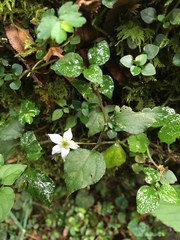 Lycianthes lysimachioides