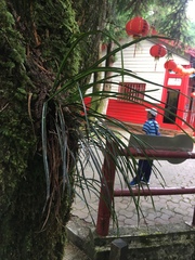 Haplopteris flexuosa